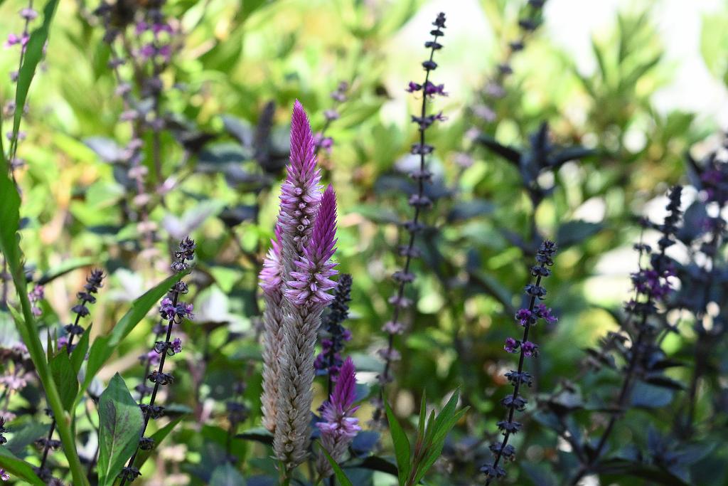 2025-08080079 Tower Hill Botanaic Garden, MA.JPG - Cock's Comb (Celosa argentea). New England Botanic Garden at Tower Hill, MA, 8-8-2025